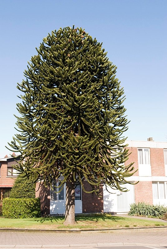 Apenden aan de Burg.jpg - Apenden aan de Burg